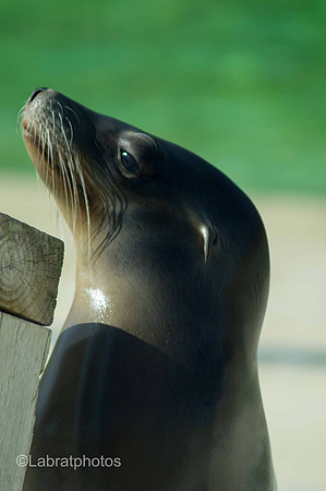 Blackpool Zoo