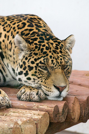 Let me sleep