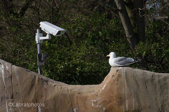 Watch the Birdie
