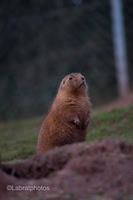 South Lakes Safari Zoo